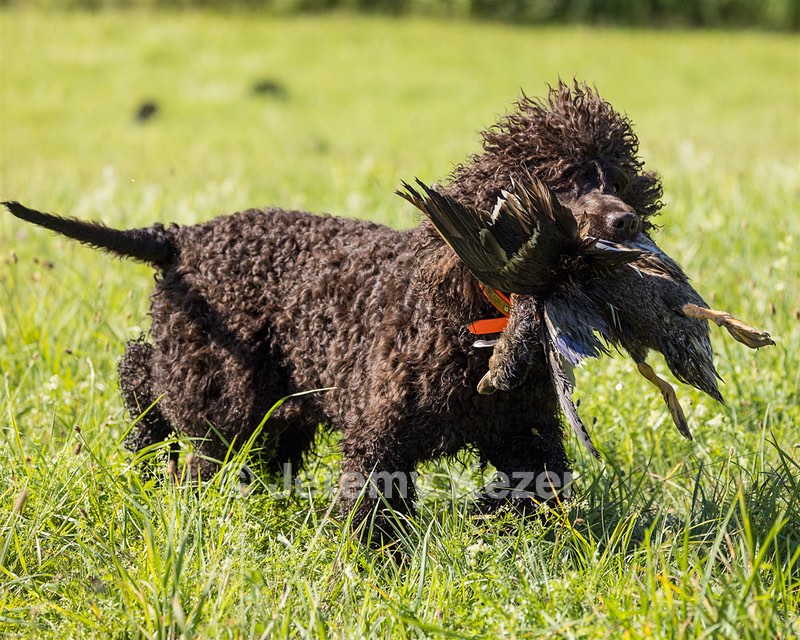 Ghillie Kezer