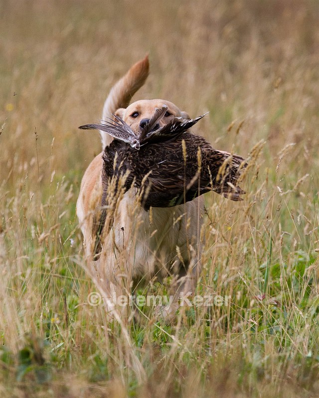 RUFF Millheim