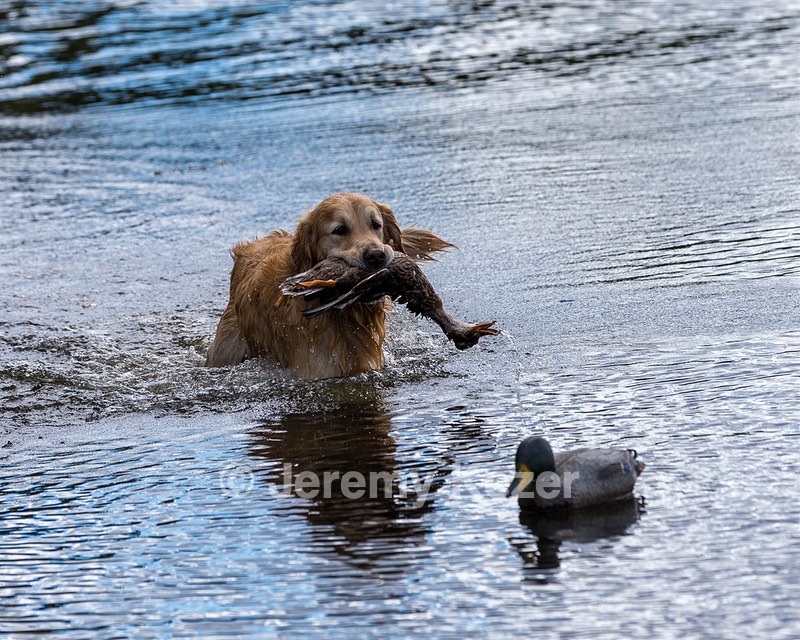 Ghillie Deresienska