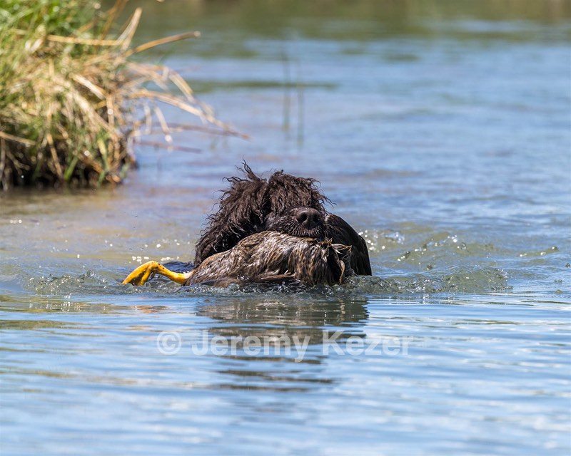 Ghillie