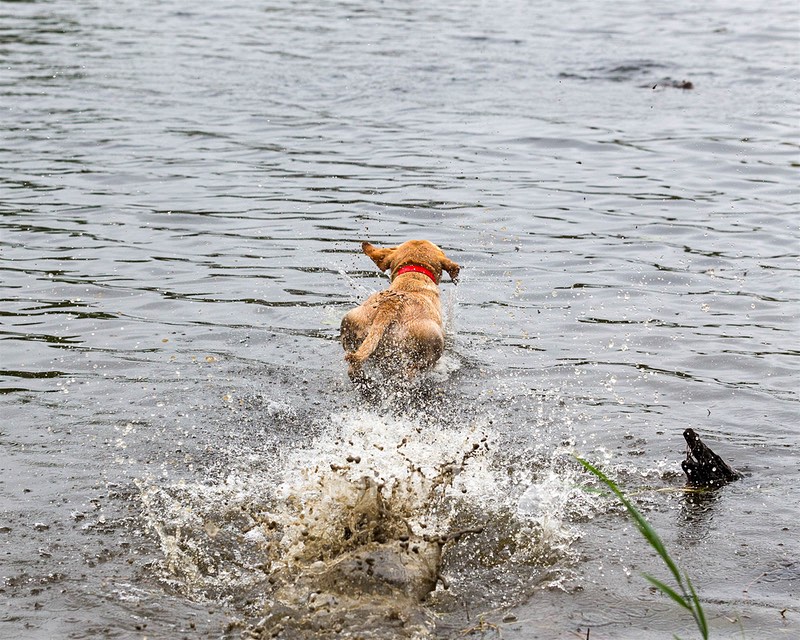 Cane Hill