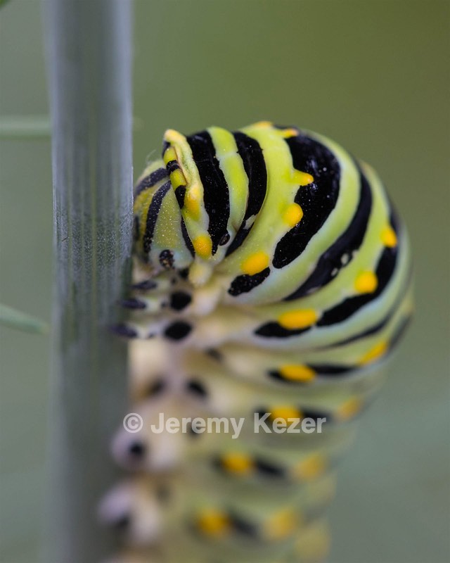 Caterpillar, Amesbury, MA