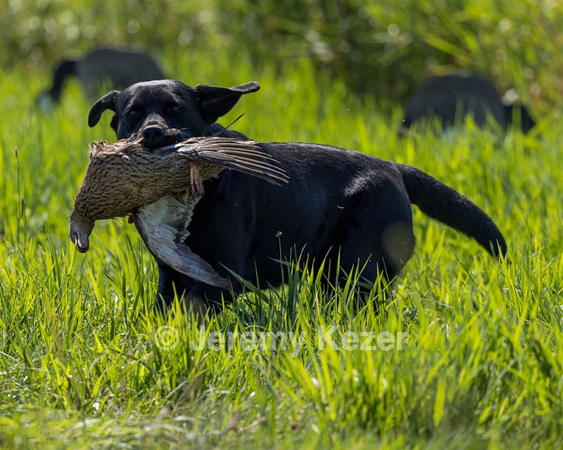 Jessie Buyting