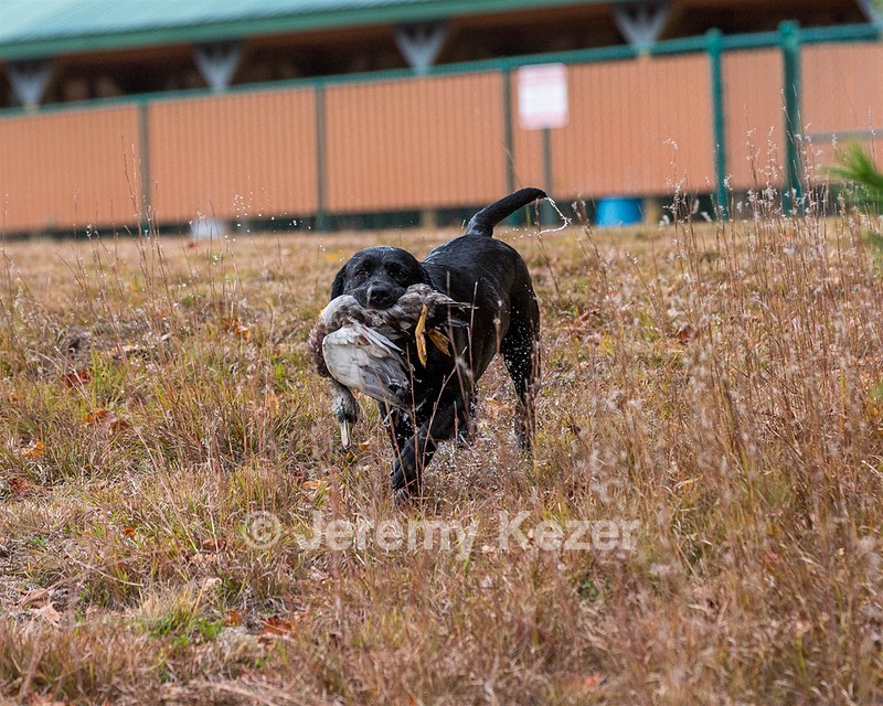 Glenforest's Pique Dame JH (Chloe)