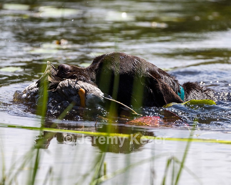 Otter Henry