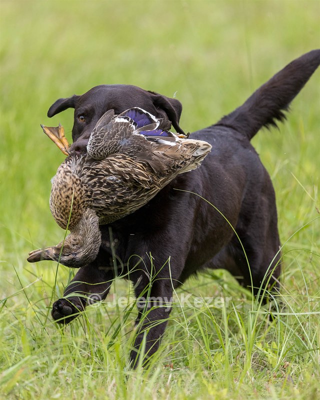 Otter Henry