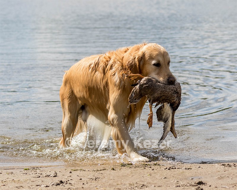 Ghillie Deresienska