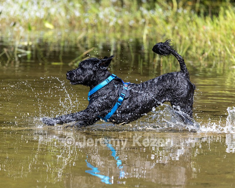 Camo Berger