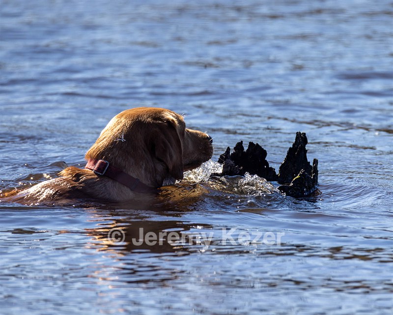 Miracle Preston
