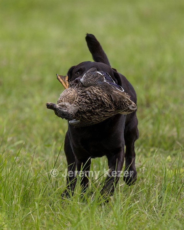 Otter Henry