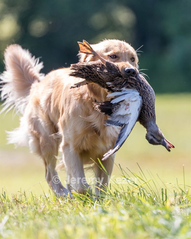 Finn McAleer