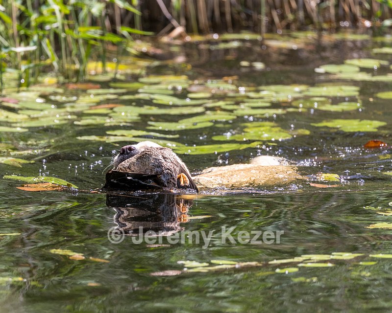 Logan Kossowsky