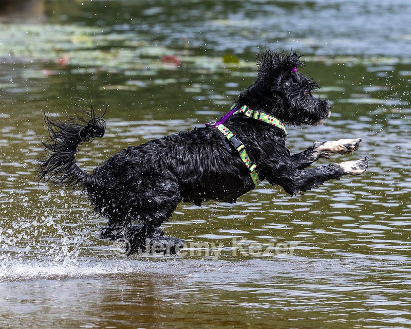 Dottie Notestine