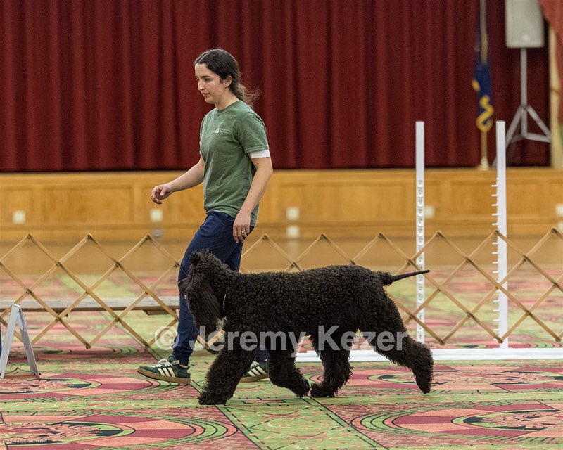 462 - GCH POOLE'S IDE ON MY MIND CD RI JH DS CGC WCX (Georgia)
