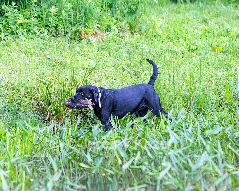 Buddy Bagley