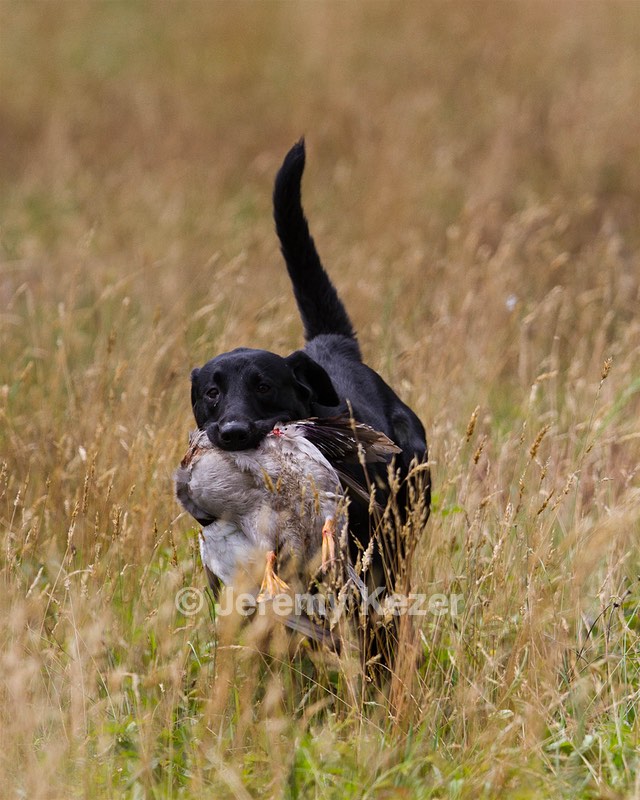 Rock Little