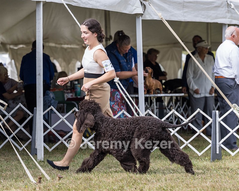 20 - Poole's Ide The More The Merrier RN DN CGC (Hattie)