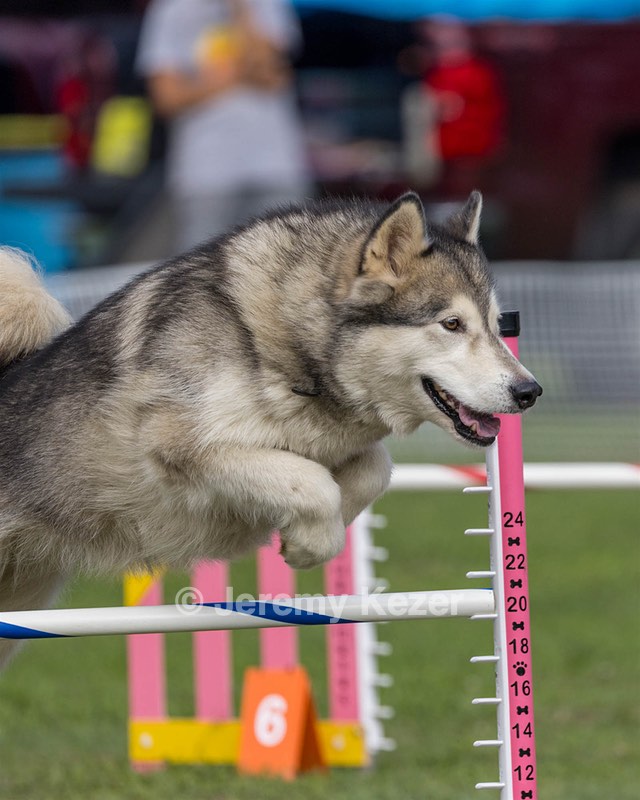 Knockers King