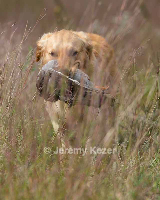 Diego