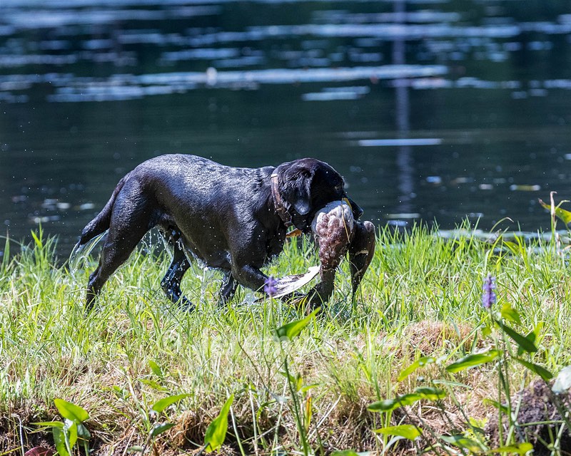 Chance Plessner