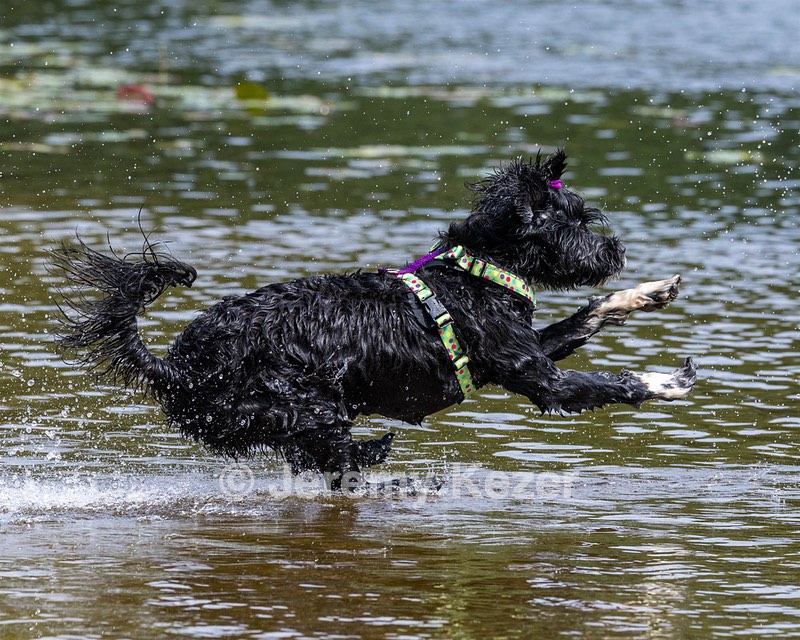 Dottie Notestine