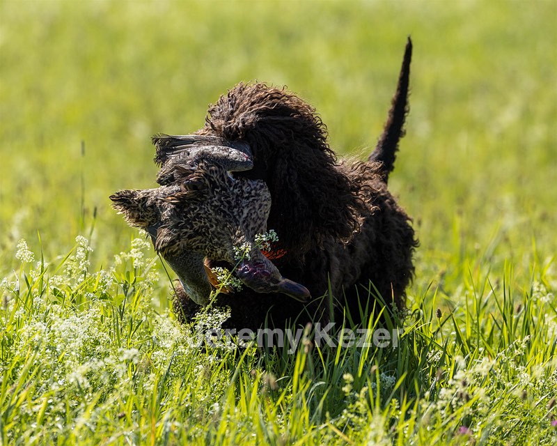Ghillie Kezer