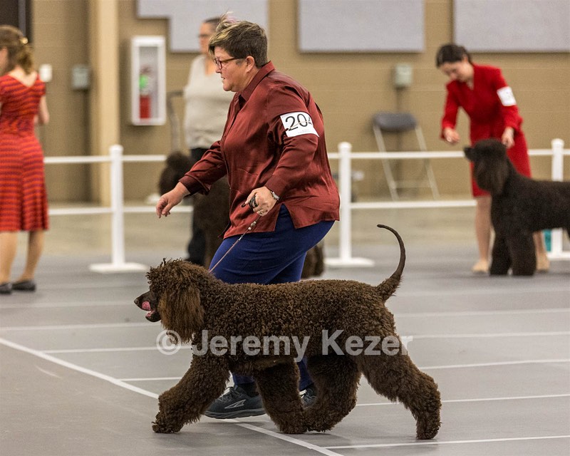 204 - CH Brekkon’s Brown Eyed Girl At Flintcrest DJ CGC TKN FTI