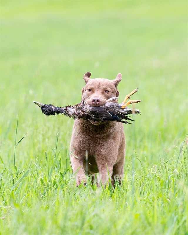 Hunter Law