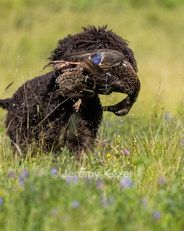 Ghillie Kezer