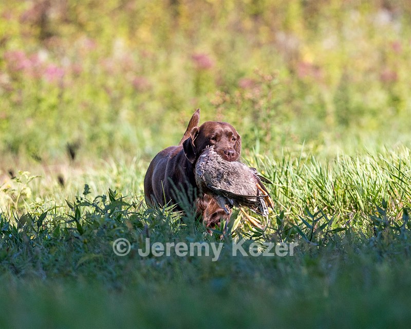 wicca schuko