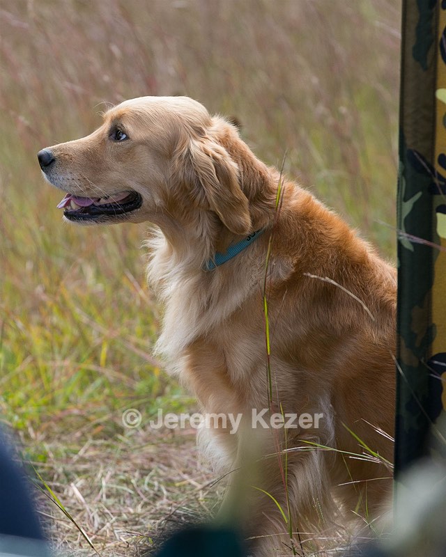 Josie