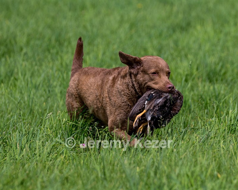Hunter Law