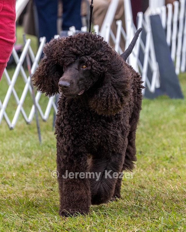 09 - GCH CH POOLE'S IDE DARK KNIGHT RN CGC TKN ATT (Oscar)