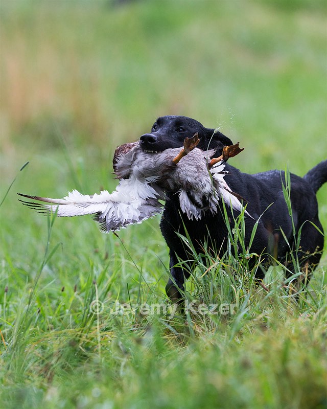 Laser Prendergast