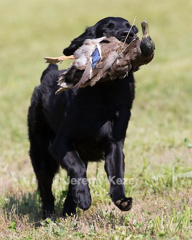 Gotcha
