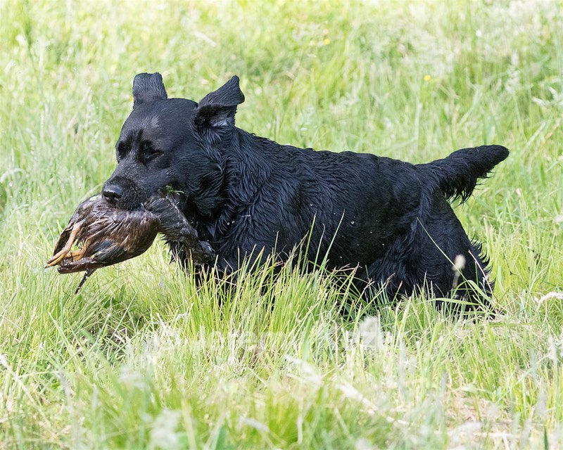 Scout O'Neil