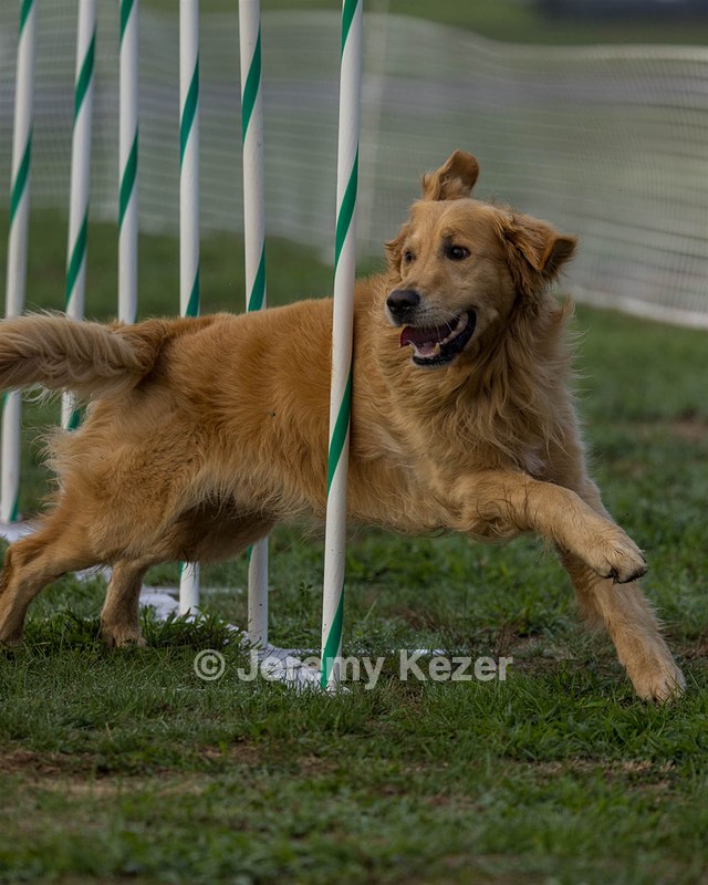 Bodhi Usher