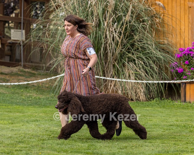 11 - GCH CH BREKKON'S FIRST MARK BN RN CGC TKN