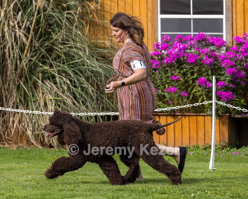 11 - GCH CH BREKKON'S FIRST MARK BN RN CGC TKN