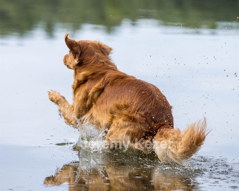 Moose Curtis