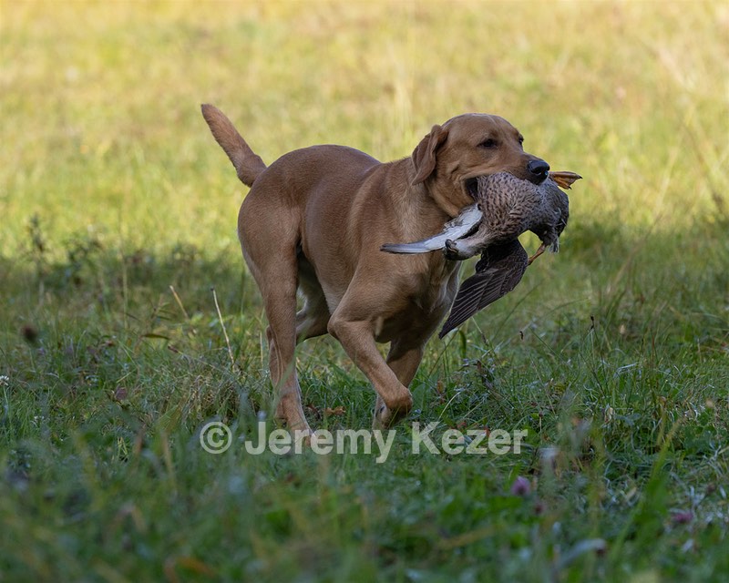 Seamus Firisin
