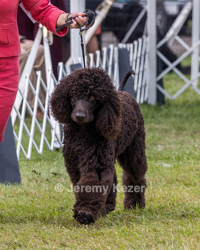 09 - GCH CH POOLE'S IDE DARK KNIGHT RN CGC TKN ATT (Oscar)