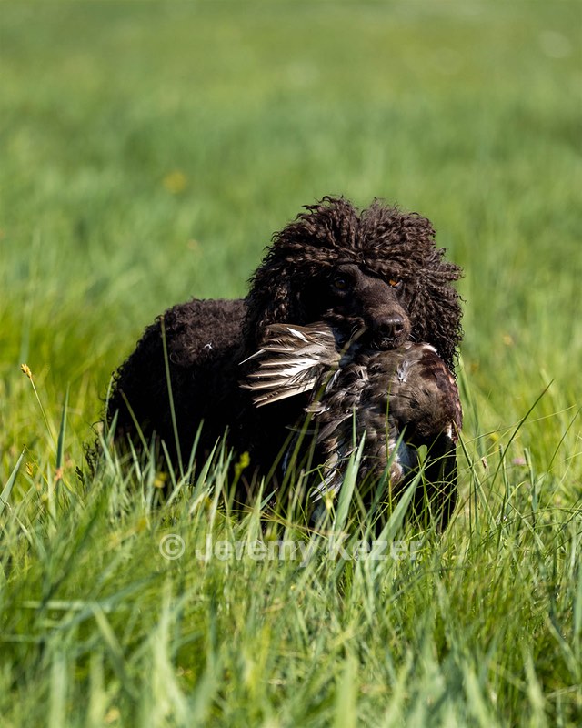 Ghillie Kezer
