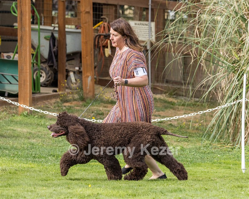 11 - GCH CH BREKKON'S FIRST MARK BN RN CGC TKN