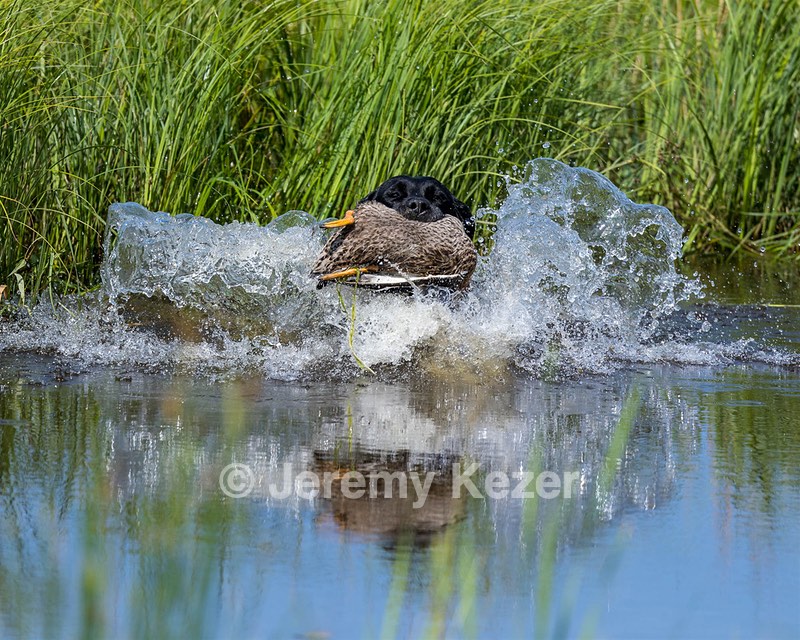 Ella Haggerty