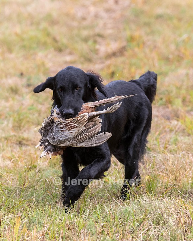 Jake