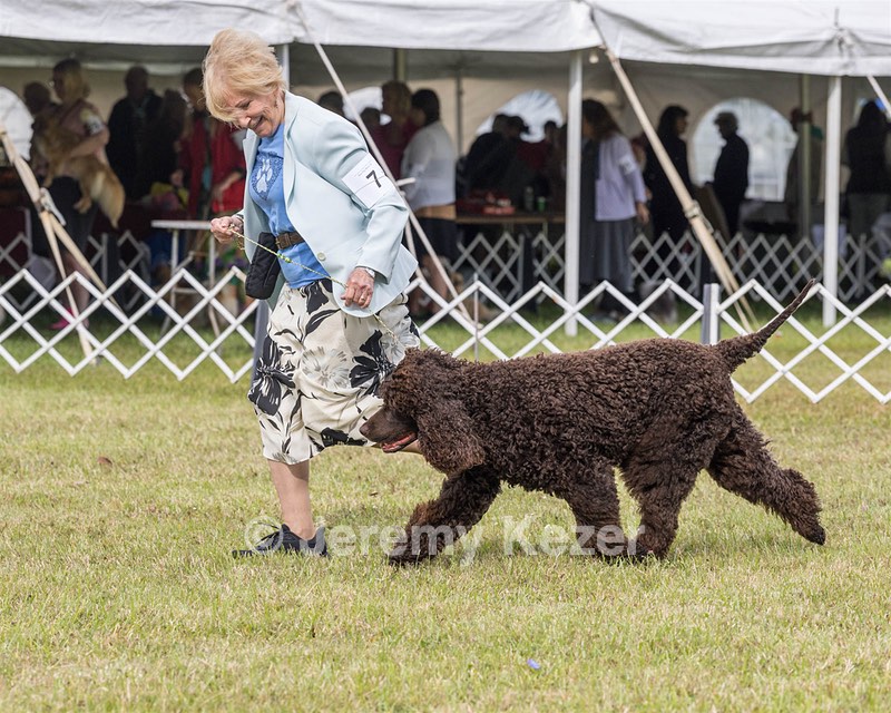 07 - GCH CH CASTLEHILL'S RAMBLIN' RAFAEL O'CRISPIN BN (Rafi)