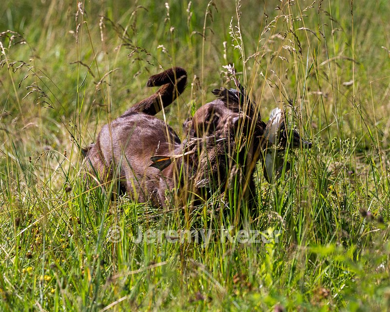 Izzy
