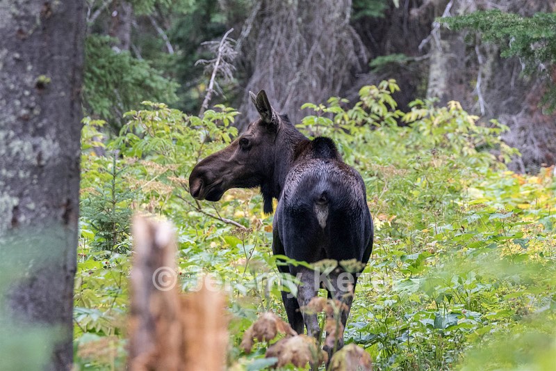 Glacier National Park