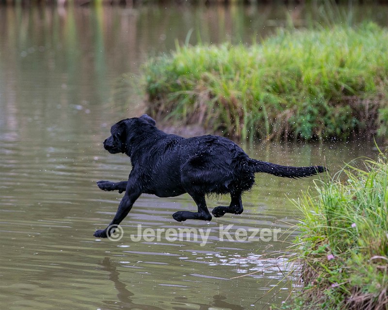 Piper